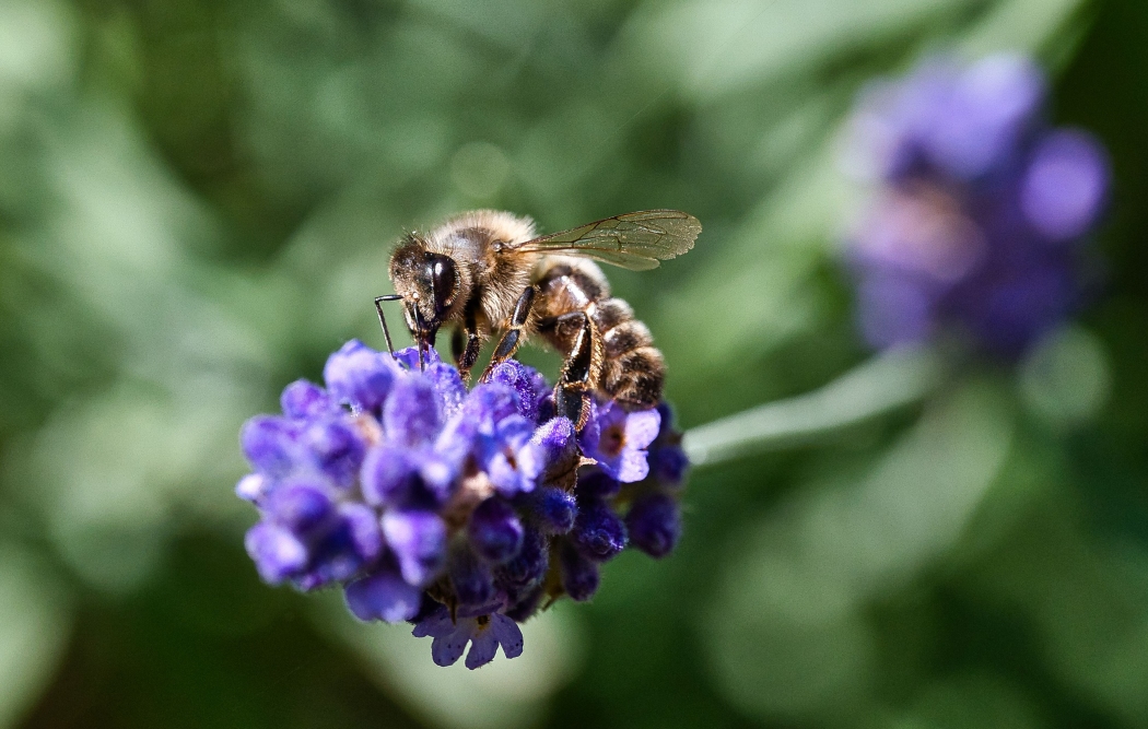 Bienen, zuletzt aktualisiert am 30.06.2025