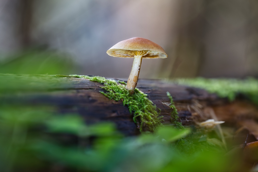 Makrofotografie, zuletzt aktualisiert am 09.11.2025