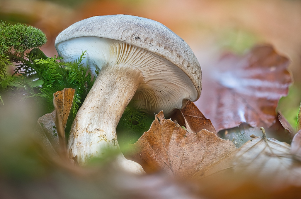 retour zu Makrofotografie