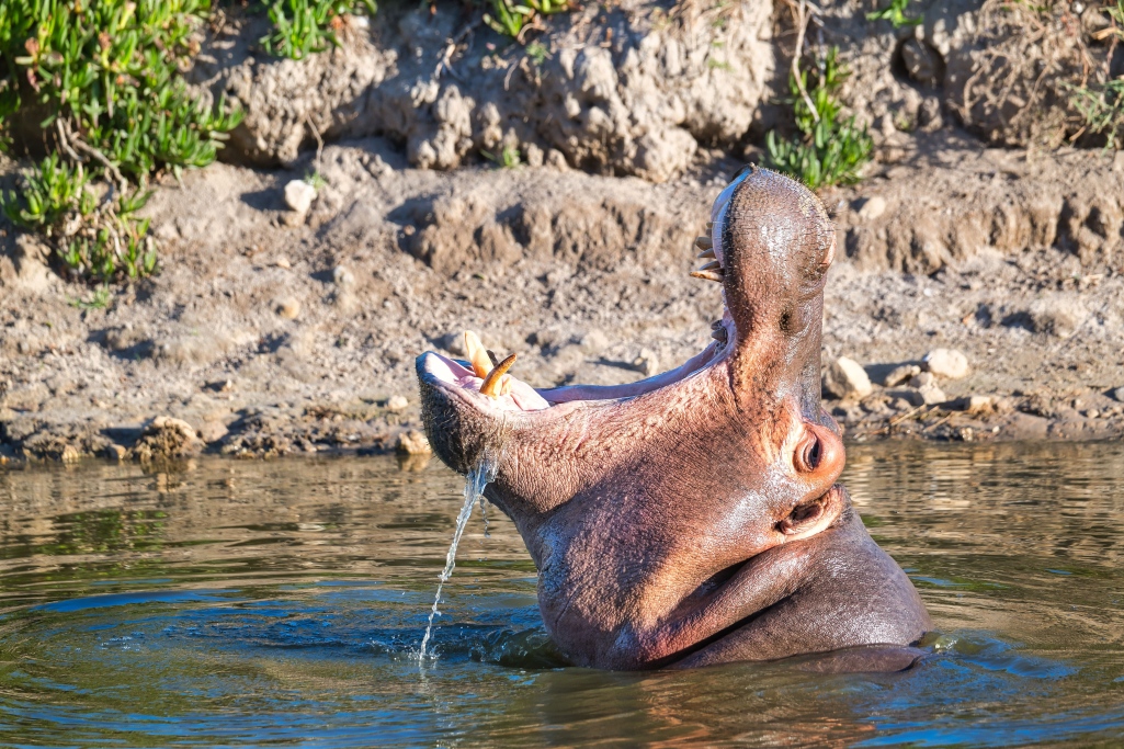 Tiere (Animals), Neu/New: 01.02.2026