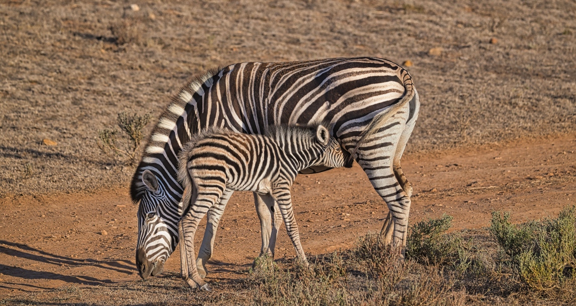 Foto-Ideen (Photo Ideas), Neu/New: 29.11.2025