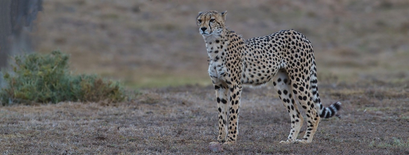 Wildlife-Moment: Safari – Addo-Nationalpark & schöne Strände an der Garden Route, 
