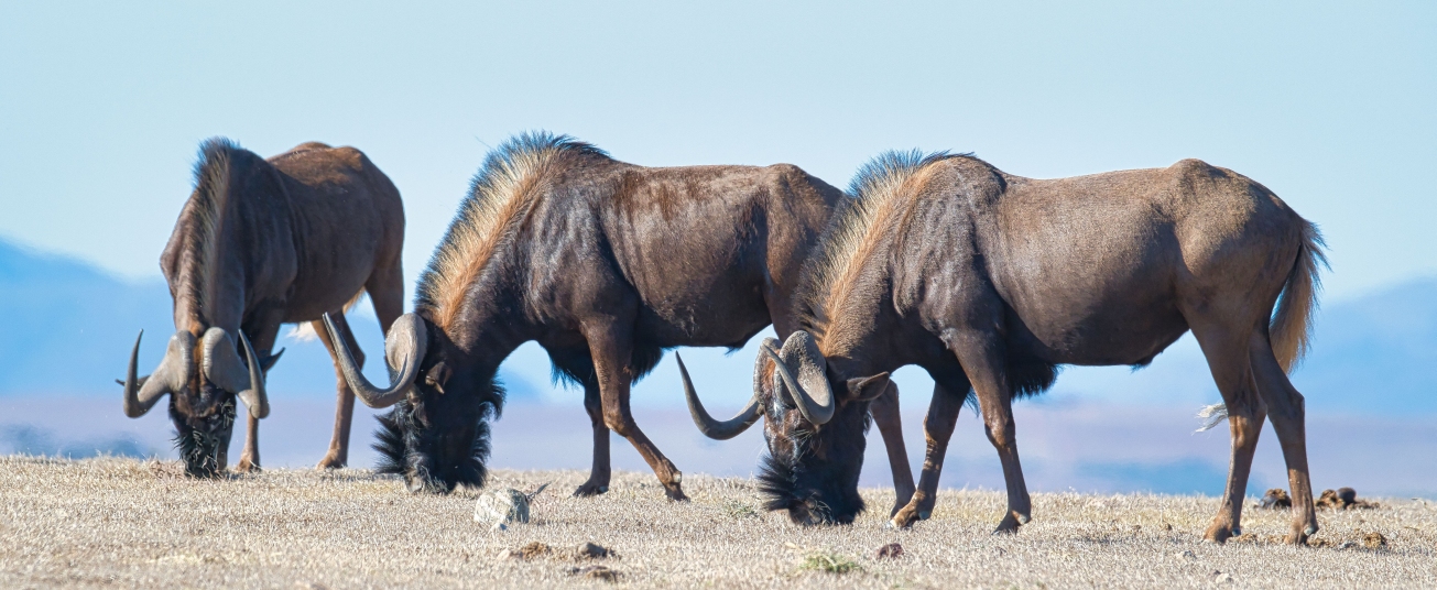 Südafrika – Teil 3 (South Africa – Part 3), Neu/New: 01.02.2026