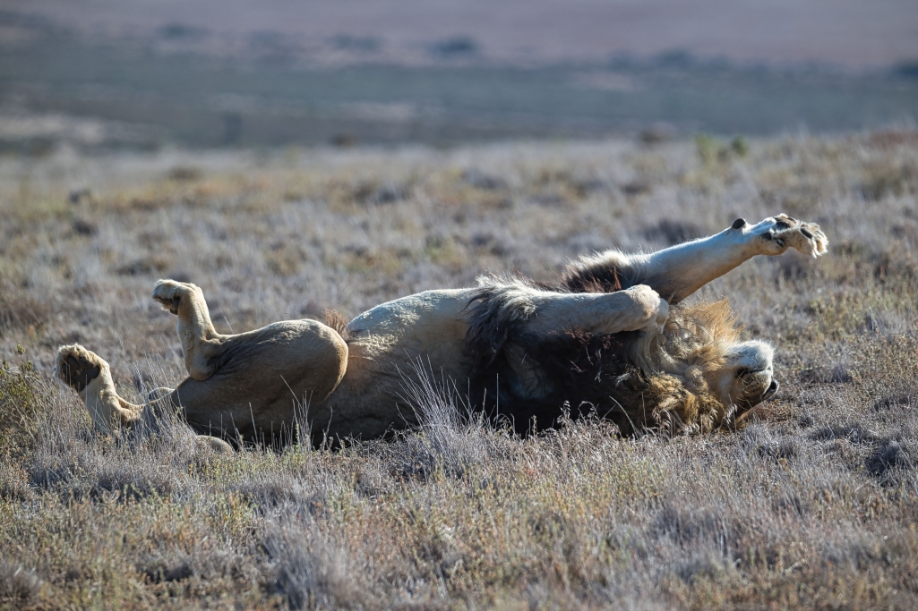 Tiere (Animals), Neu/New: 01.02.2026