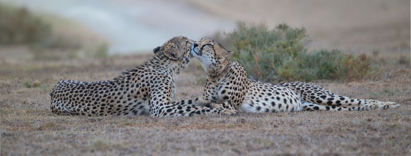 Südafrika – Teil 3 (South Africa – Part 3), Neu/New: 01.02.2026