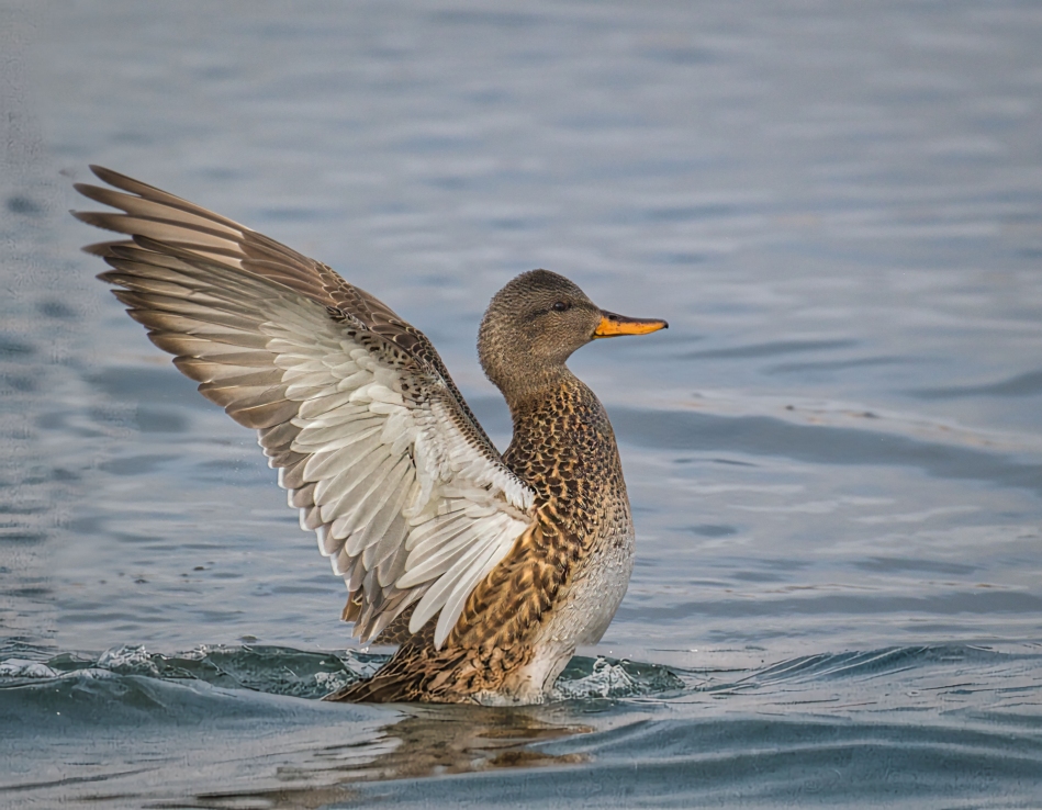 Foto-Ideen (Photo Ideas), Neu/New: 01.03.2026