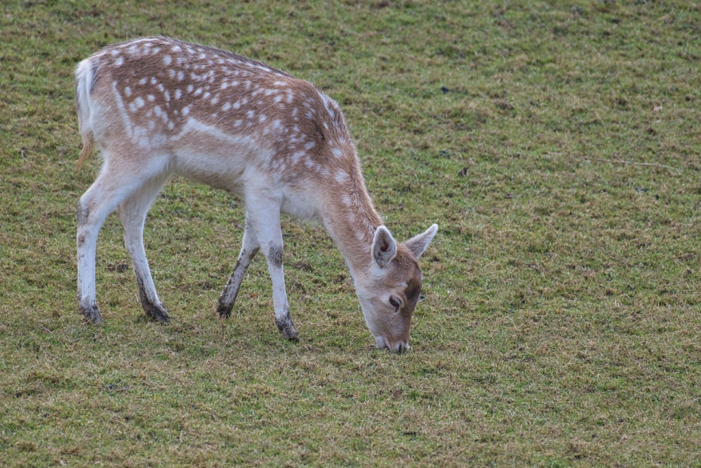 Tiere (Animals), Neu/New: 01.03.2026