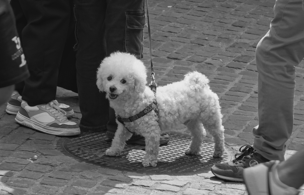 Tiere (Animals), Neu/New: 01.03.2026