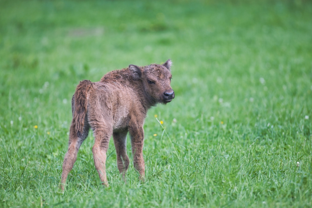 Wildlife, Juli 2026
