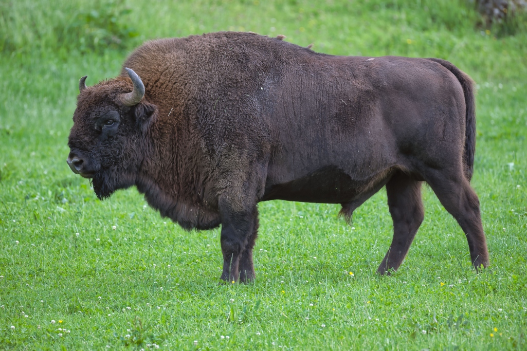 Wildlife, Juli 2026