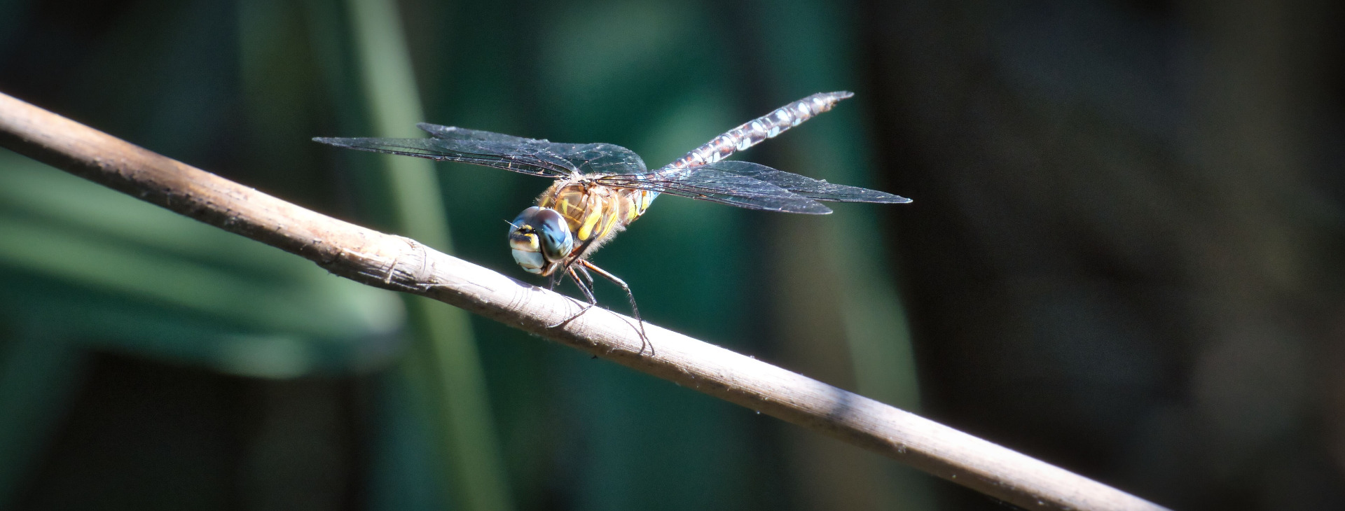 Wildlife, September  2026