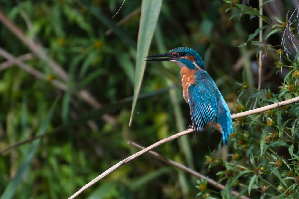 Wildlife, September  2026